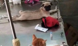 巴哥爆料赤犬视频播放,赤犬视频幕后真相大曝光！